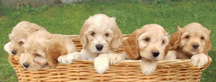 5 Cockapoo puppies in a basket